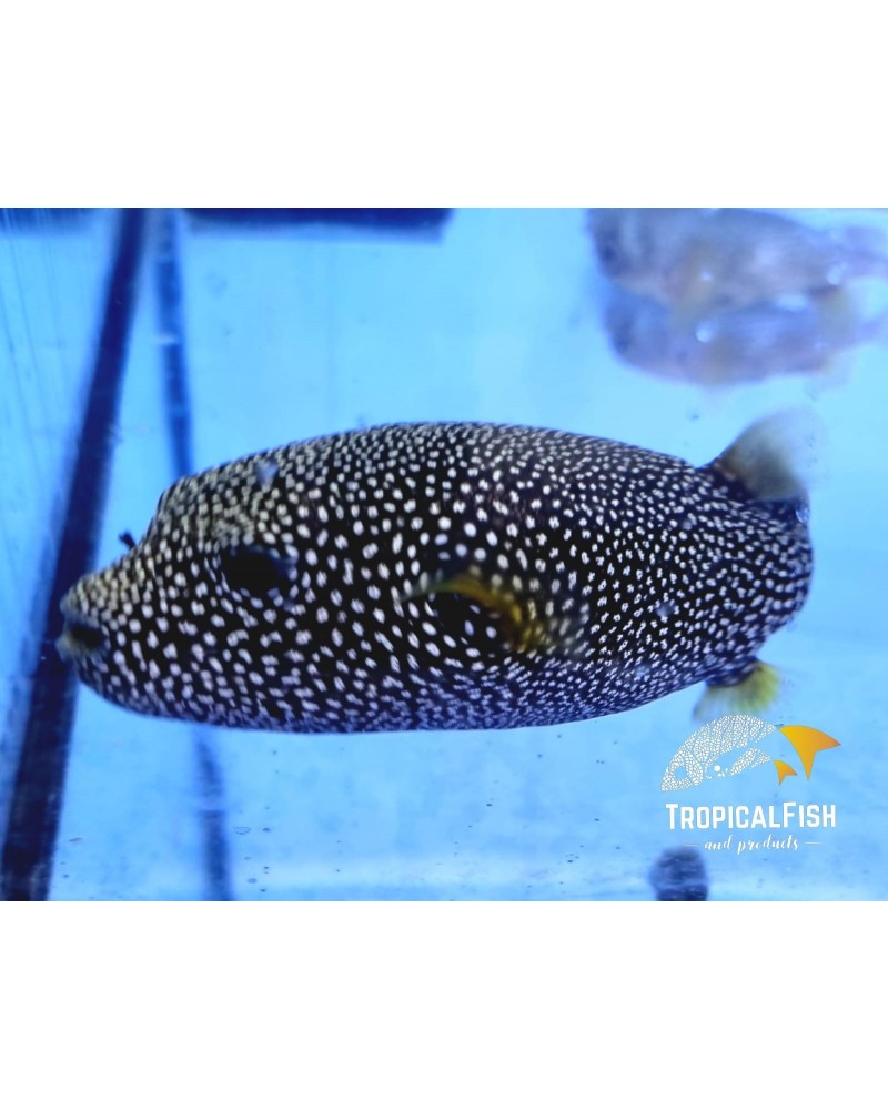 AROTHRON MELEAGRIS RARE PUFFER