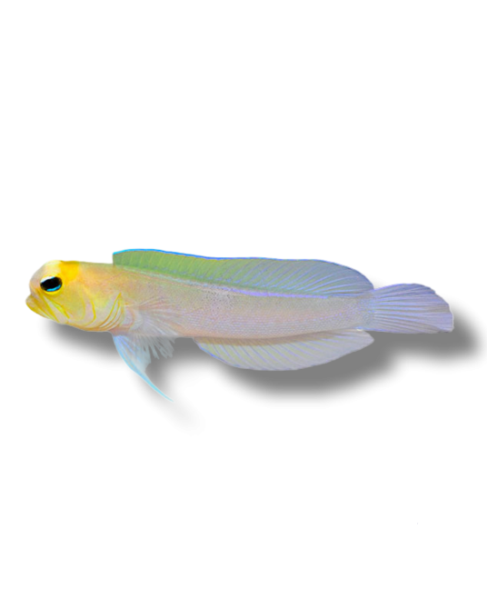OPISTOGNATHUS AURIFRONS 4 + 1 GRATIS