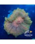 LOTE DISCOSOMAS Y RHODACTIS ESPECIALES CARIBE WYSIWYG