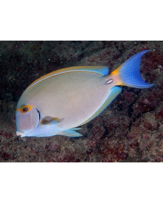 ACANTHURUS DUSSUMIERI M