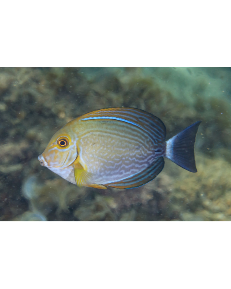 ACANTHURUS XANTHOPTERUS AFRICA O MALDIVAS