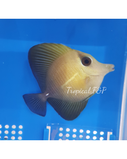 ZEBRASOMA SCOPAS TINY AFRICA O MALDIVAS