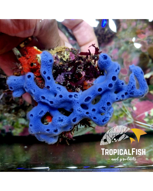 HALICLONA AZUL