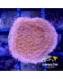 MONTIPORA ROSA CULTIVO FRAG TIPO 1