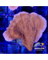 MONTIPORA TIPO 2 CULTIVO FRAG