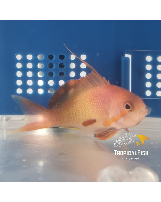 ANTHIAS SQUAMIPINNIS MACHO AFRICA O MALDIVAS