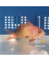ANTHIAS SQUAMIPINNIS MACHO AFRICA O MALDIVAS