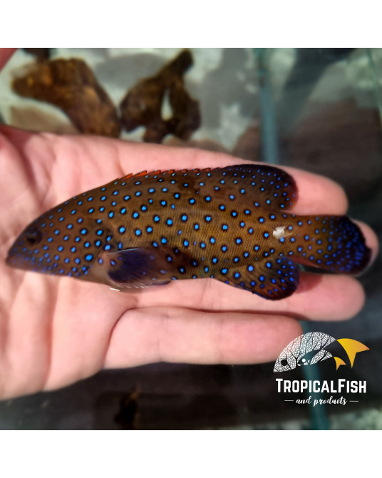 CEPHALOPHOLIS ARGUS