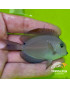 ACANTHURUS NIGRIFUSCUS