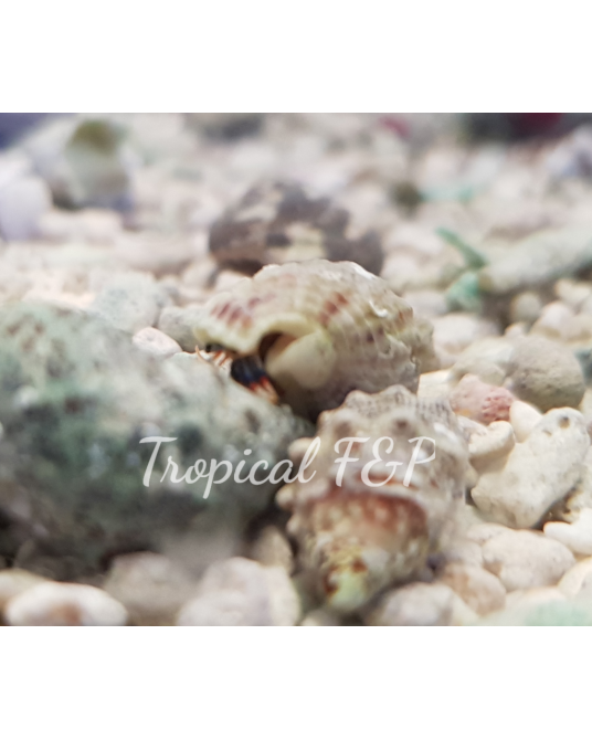 CLIBANARIUS TRICOLOR X 100 UD