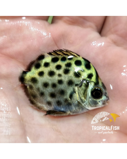 SCATOPHADUS ARGUS