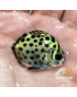 SCATOPHADUS ARGUS