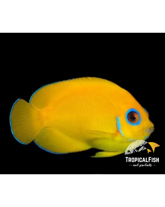 CENTROPYGE FLAVISSIMA CAUTIVIDAD
