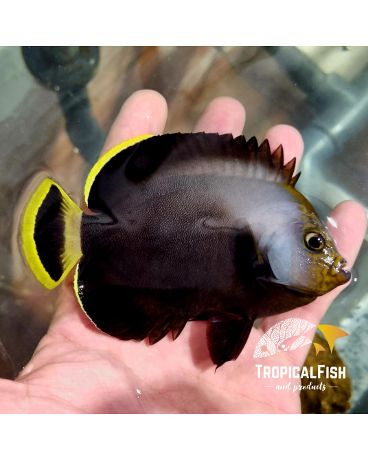CHAETODONTOPLUS MELANOSOMA L