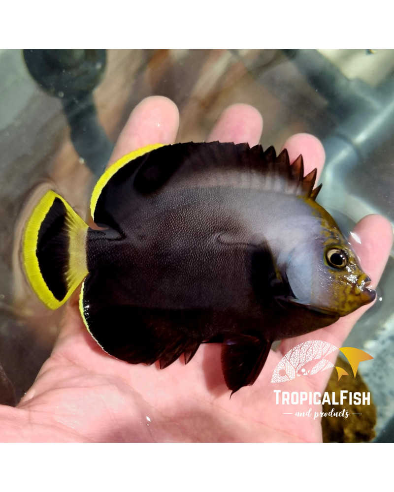 CHAETODONTOPLUS MELANOSOMA L