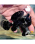 ANTENNARIUS WYSIWYG 8-9 CM BLACK
