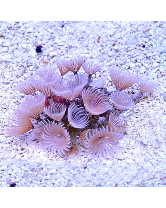 BISPIRA BRUNNEA