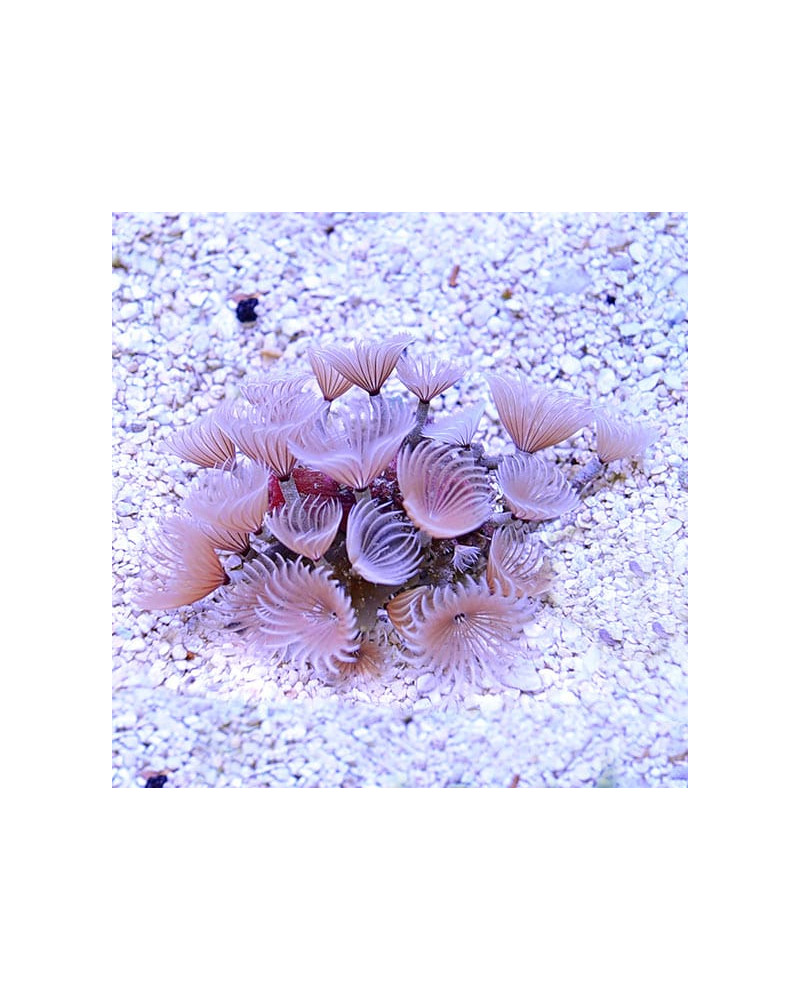 BISPIRA BRUNNEA
