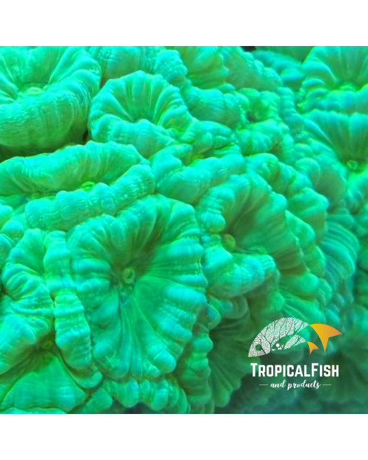 CALAUSTREA HULK CULTIVO PROPIO FRAG 1P