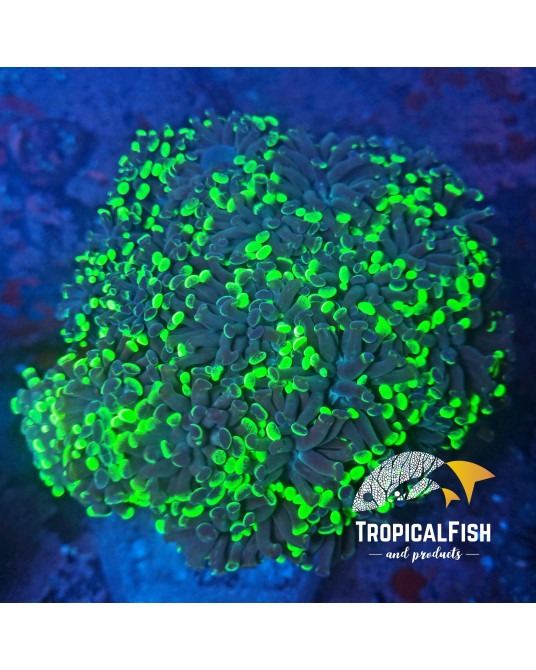 EUPHYLLIA PARANCORA TWO TONES