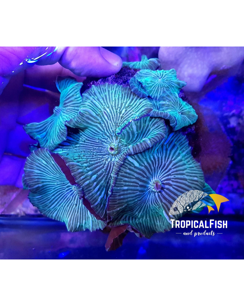 DISCOSOMA CULTIVO INDO WATER MELON