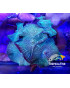 DISCOSOMA CULTIVO INDO WATER MELON