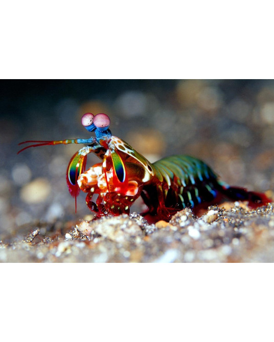 ODONTODACTYLUS SCYLLARUS