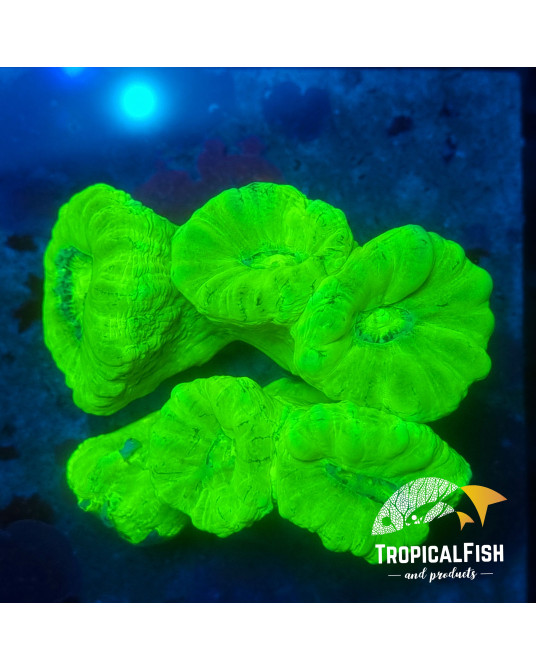 CALAUSTREA HULK CULTIVO PROPIO FRAG 1P