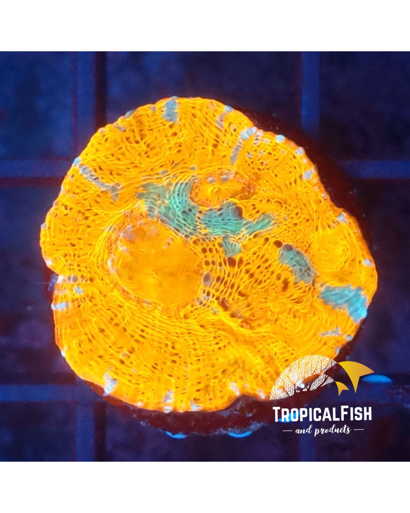 ECHINOPHYLLIA KTAR ORENJI FRAG CULTIVO PROPIO WYSIWYG 2
