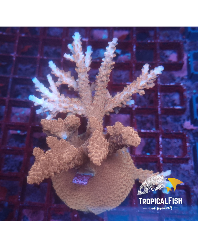 ACROPORA CULTIVO INDO WYSIWYG X