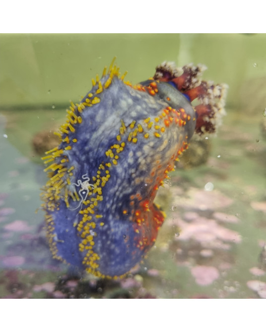 PSEUDOCOLOCHIRUS VIOLACEUS