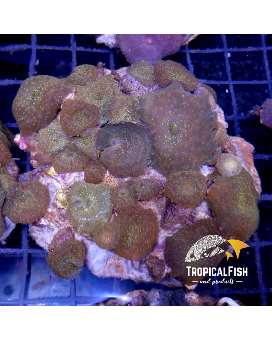 DISCOSOMA SPOOTED CULTIVO INDO