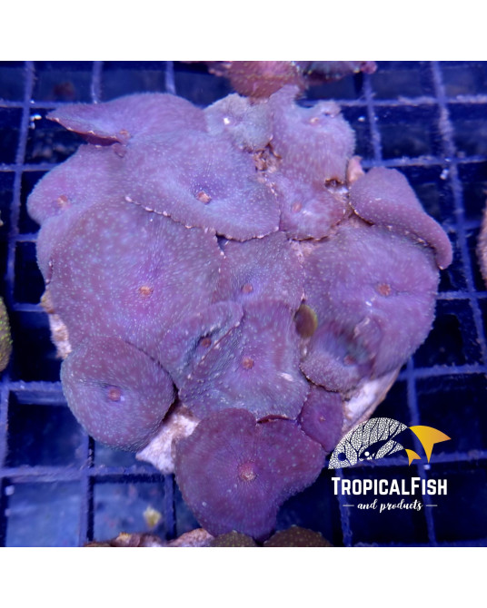 DISCOSOMA HALF BLUE CULTIVO INDO