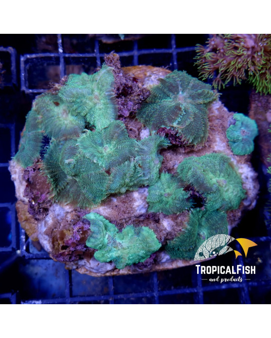 RHODACTHIS XL CULTIVO INDO