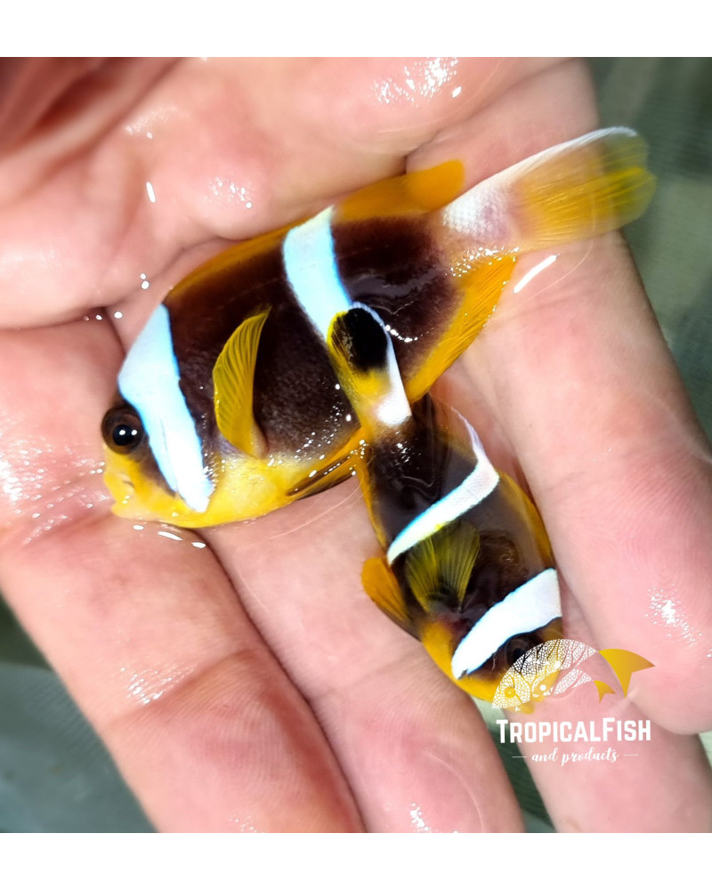 PAREJA REAL DE AMPHIPRION CHRYSOGASTER ISLAS MAURICIO
