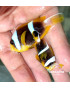 PAREJA REAL DE AMPHIPRION CHRYSOGASTER ISLAS MAURICIO