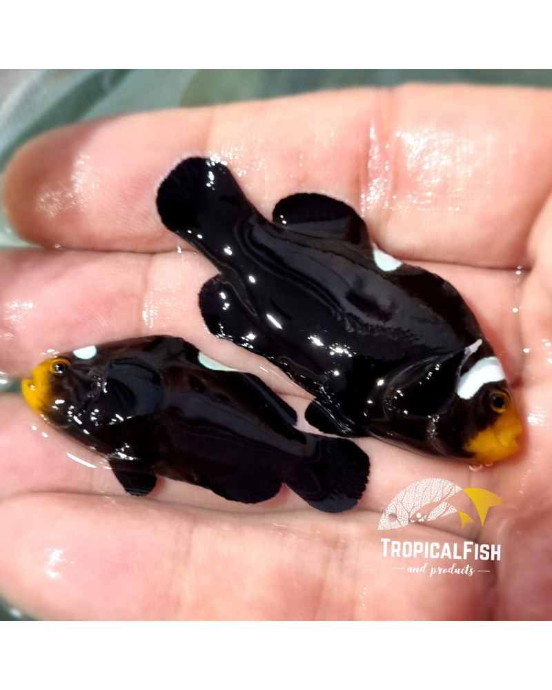 PAREJA REAL DE AMPHIPRION DOMINO