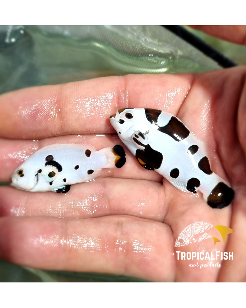 PAREJA REAL DE AMPHIPRION STORM