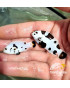 PAREJA REAL DE AMPHIPRION STORM