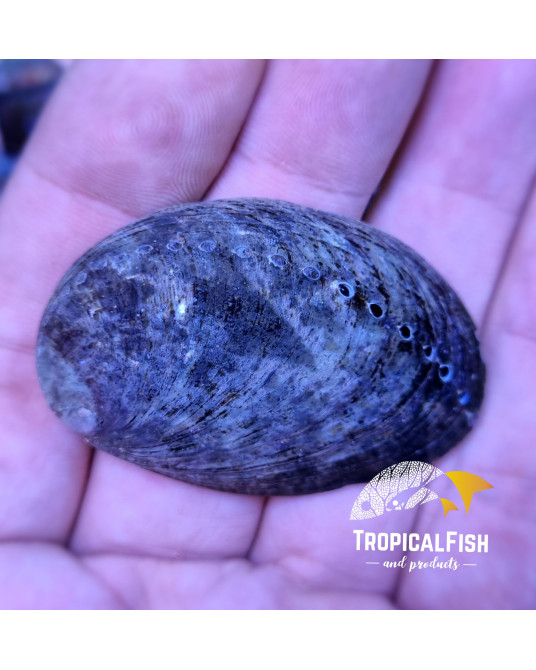 HALIOTIS, ABALONE