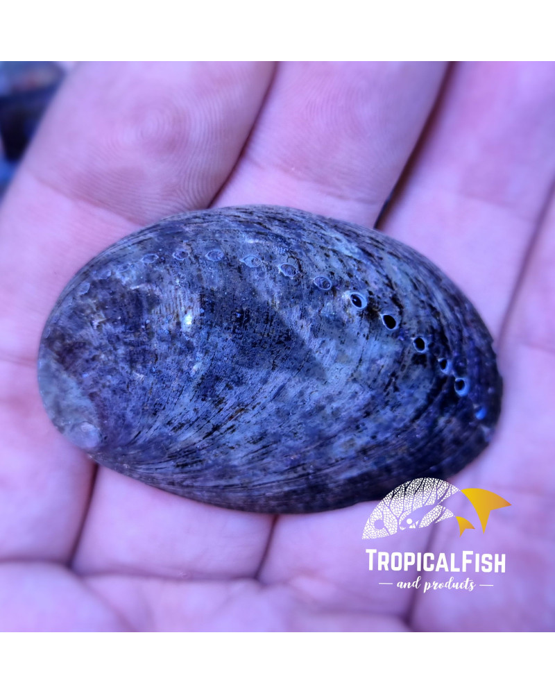 HALIOTIS, ABALONE