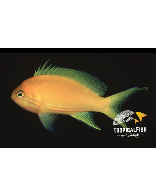 PSEUDOANTHIAS PLEUROTAENIA HEMBRA