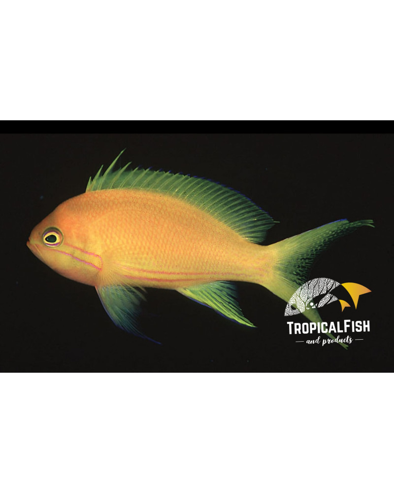 PSEUDOANTHIAS PLEUROTAENIA HEMBRA