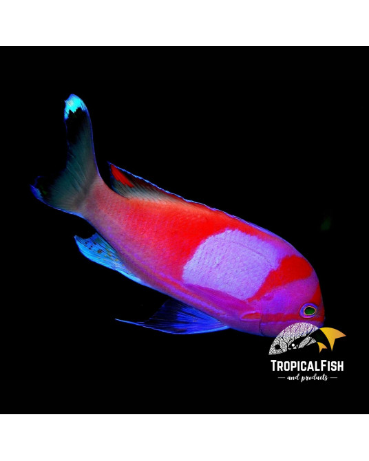PSEUDOANTHIAS PLEUROTAENIA MACHO L-XL