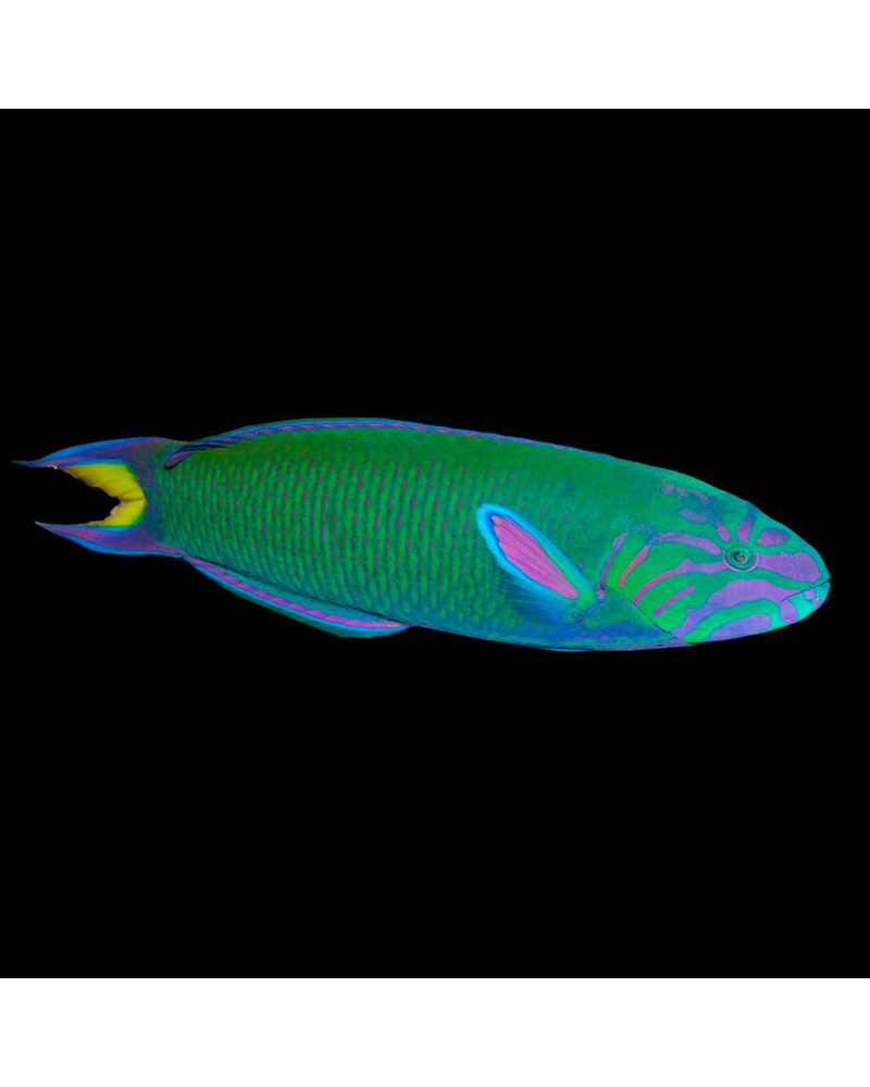 THALASSOMA LUNARE MALDIVAS