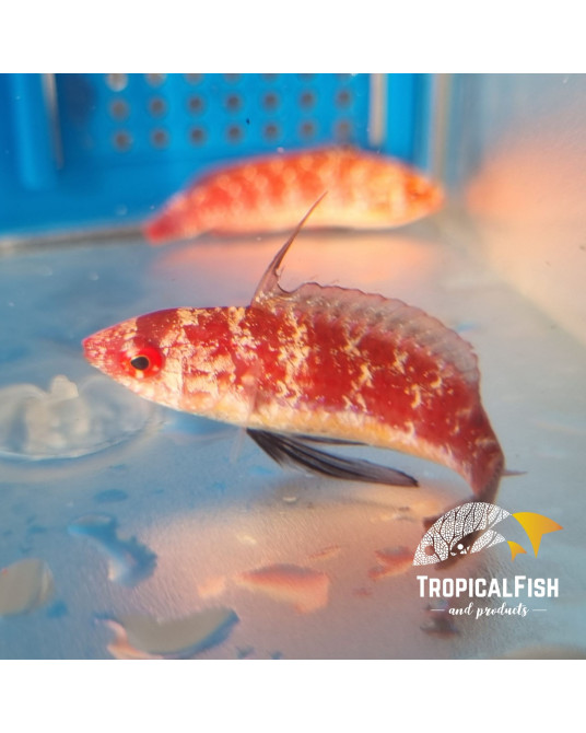 CIRRHILABRUS JOANALLENAE PAREJA