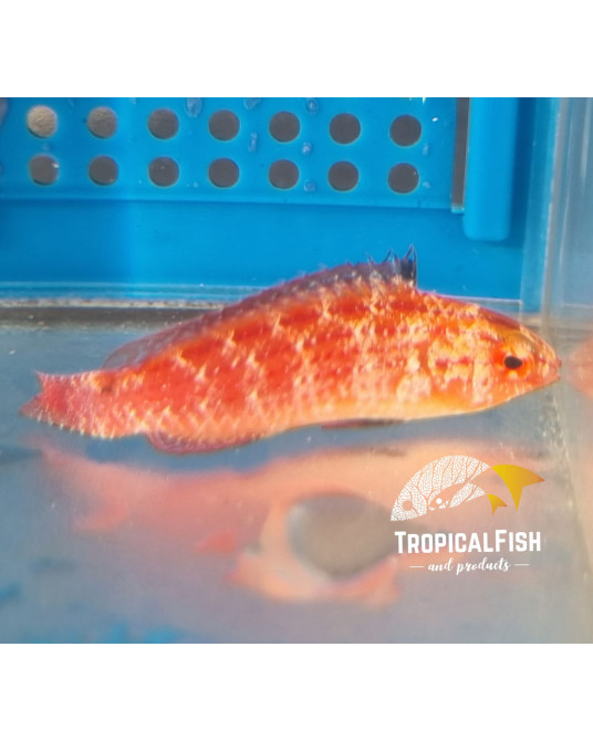 CIRRHILABRUS JOANALLENAE PAREJA