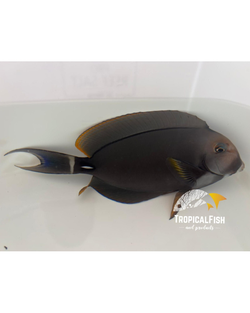 ACANTHURUS LEUCOCHELIUS XXL WYSSIWIG