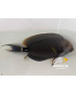 ACANTHURUS LEUCOCHELIUS XXL WYSSIWIG