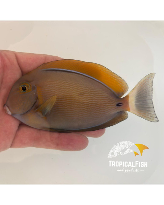 ACANTHURUS BARIENE M
